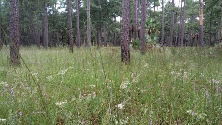 Slash Pine Thoroughwort